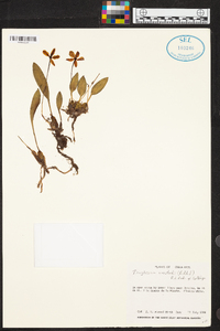 Rossioglossum oerstedii image