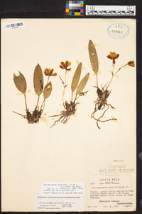 Rossioglossum oerstedii image