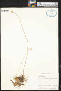 Tolumnia guianensis image