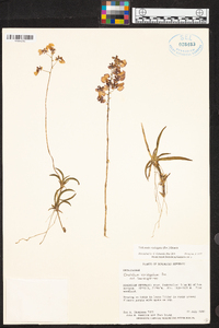 Tolumnia variegata image