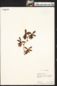 Trichoglottis fasciata image