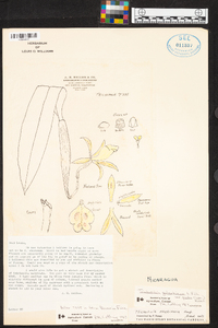 Trichopilia galeottiana image