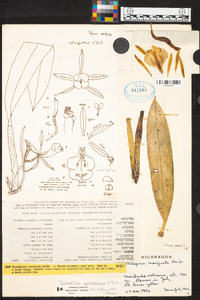 Trichopilia galeottiana image