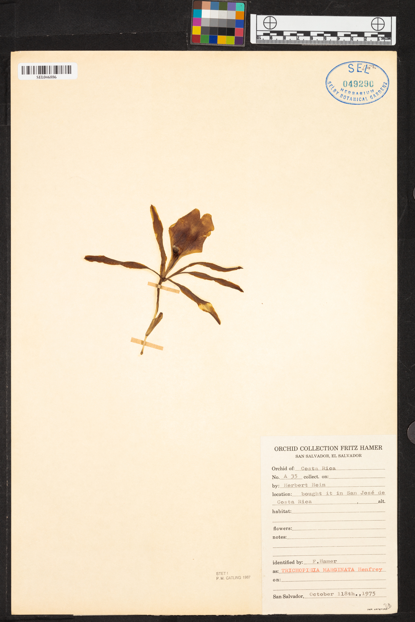 Trichopilia marginata image