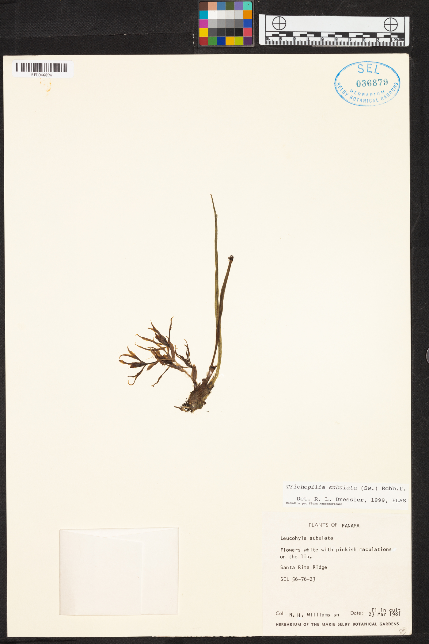 Trichopilia subulata image