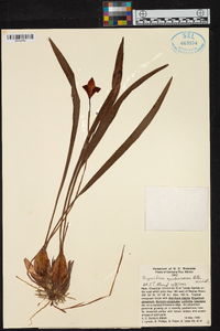 Trigonidium egertonianum image