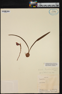 Maxillaria soulangeana image