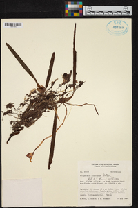Maxillaria subrepens image