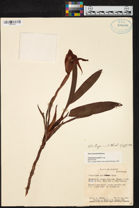 Maxillaria erikae image