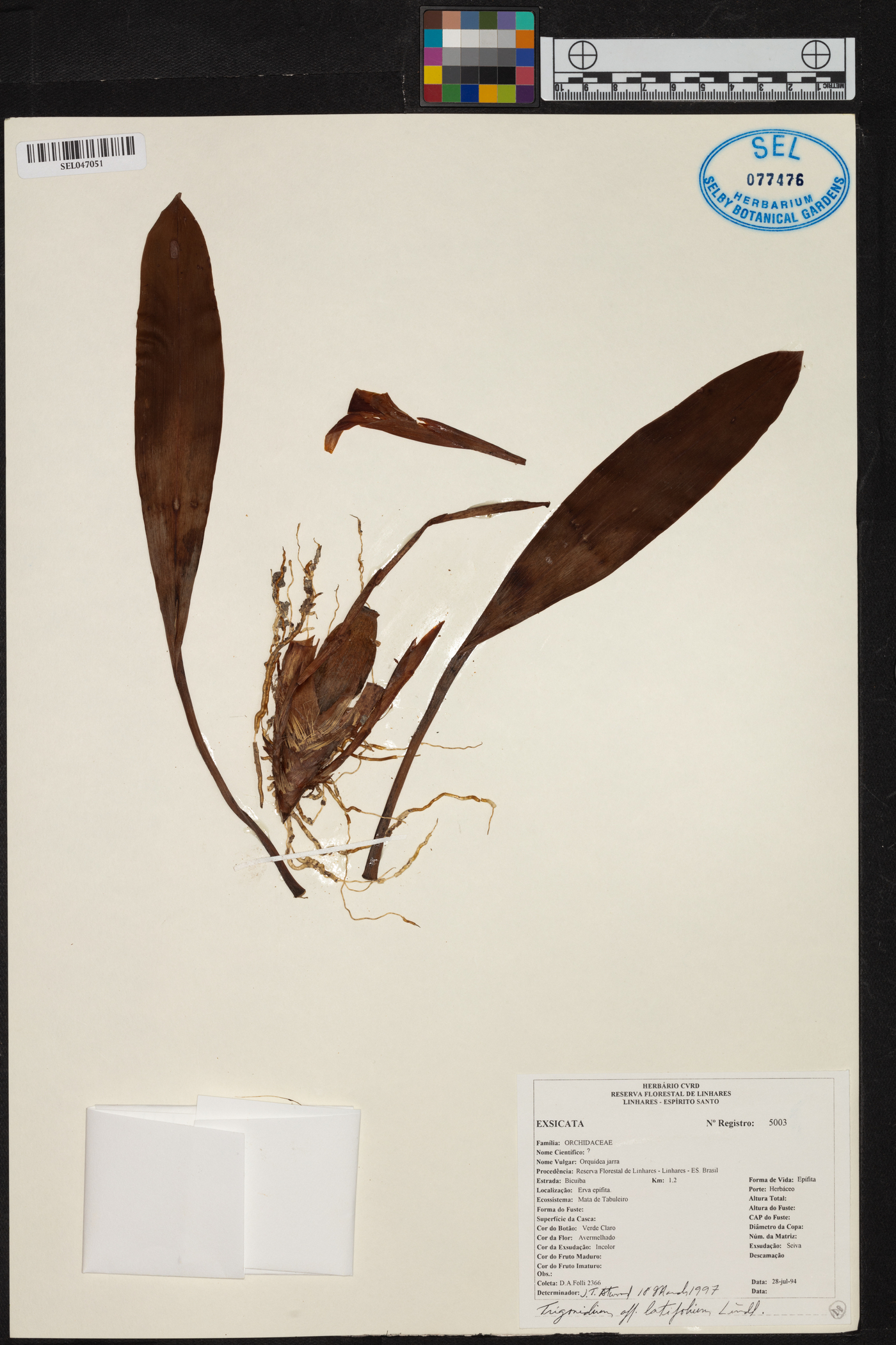 Maxillaria elluziae image