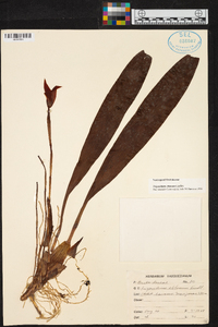 Maxillaria obtusa image