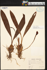Maxillaria obtusa image