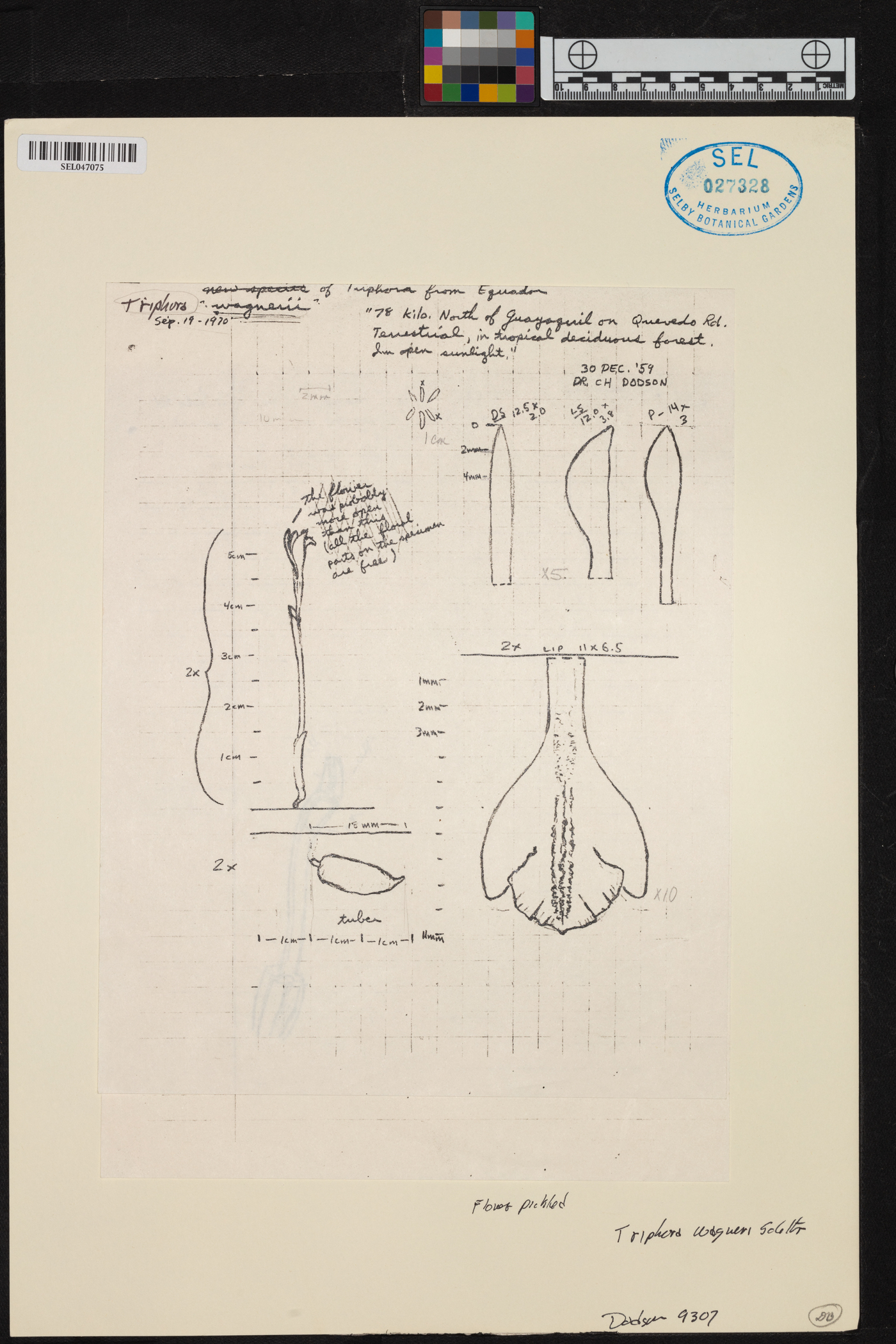 Triphora wagneri image