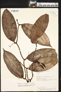 Vanilla planifolia image