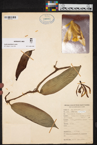 Vanilla planifolia image