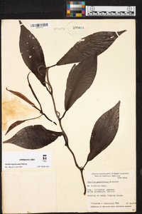 Vanilla trigonocarpa image