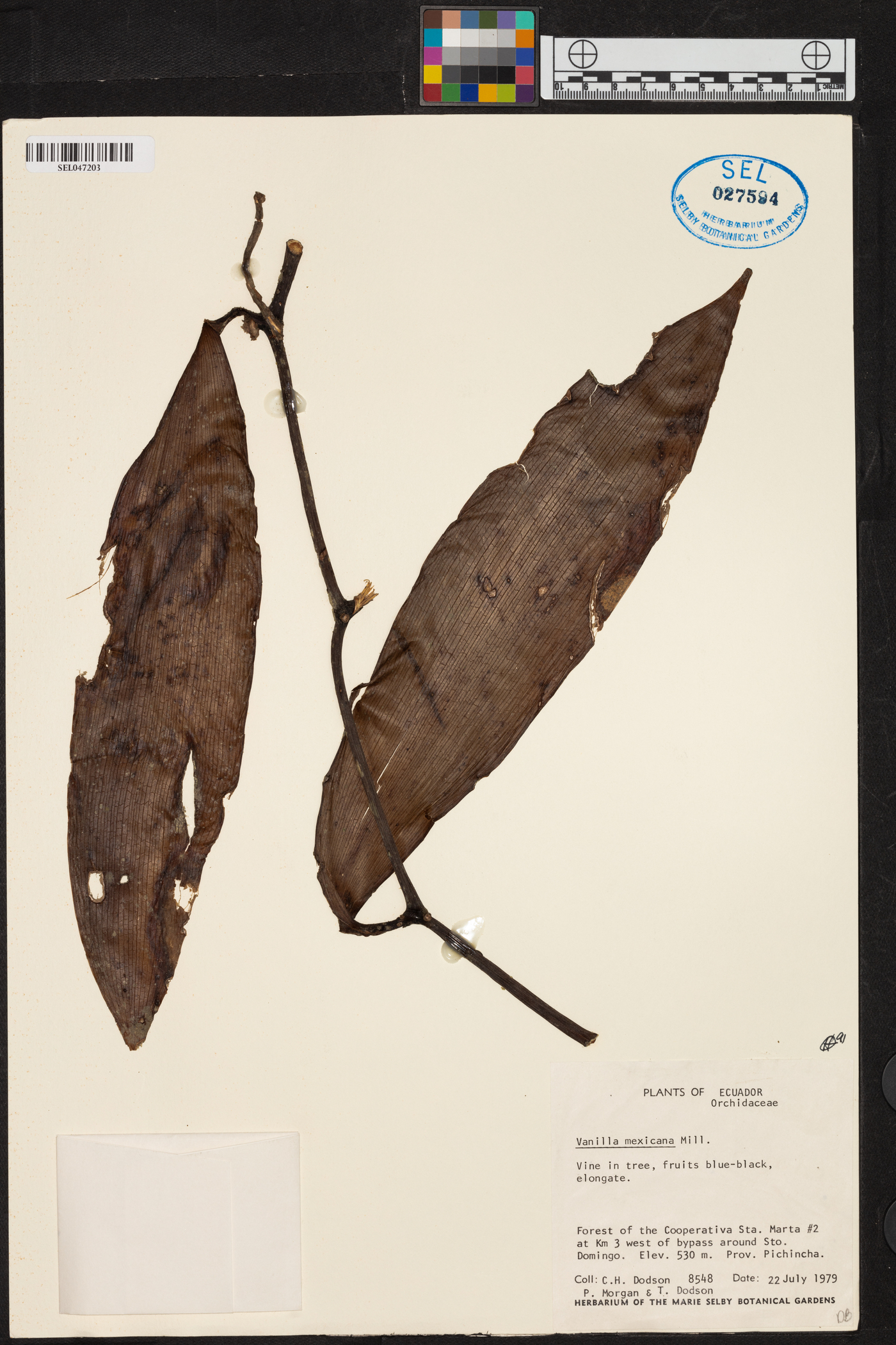 Vanilla mexicana image