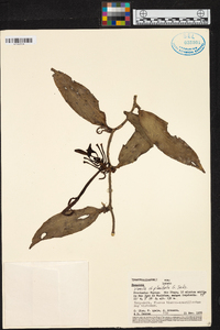 Vanilla planifolia image