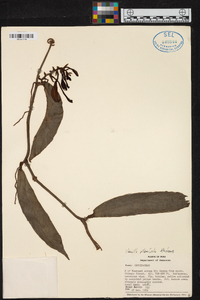 Vanilla planifolia image