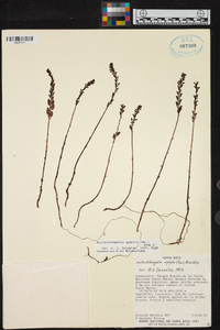 Wullschlaegelia aphylla image