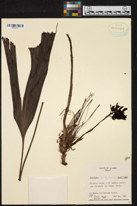 Xylobium leontoglossum image