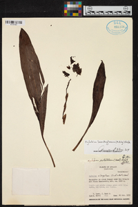 Xylobium leontoglossum image