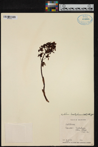 Xylobium leontoglossum image