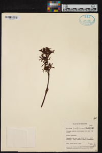 Xylobium leontoglossum image