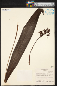 Xylobium leontoglossum image