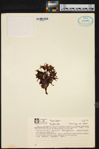 Xylobium leontoglossum image