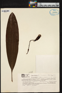 Xylobium leontoglossum image