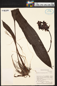 Xylobium leontoglossum image