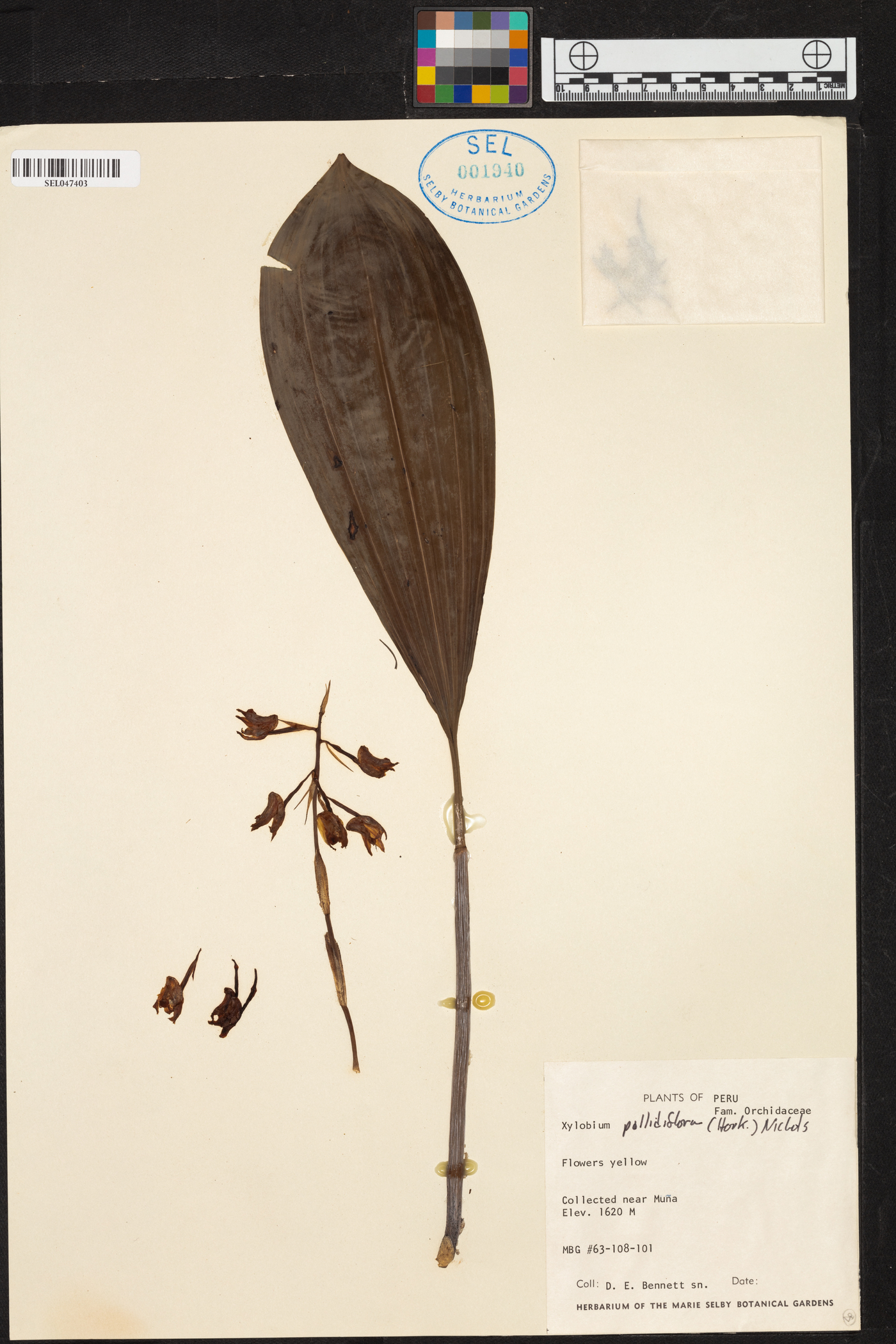 Xylobium pallidiflorum image