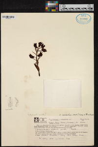 Xylobium variegatum image