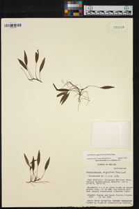 Image of Acianthera angustifolia