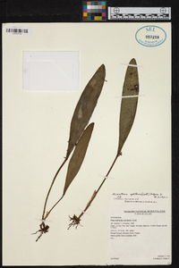 Image of Acianthera aphthosa