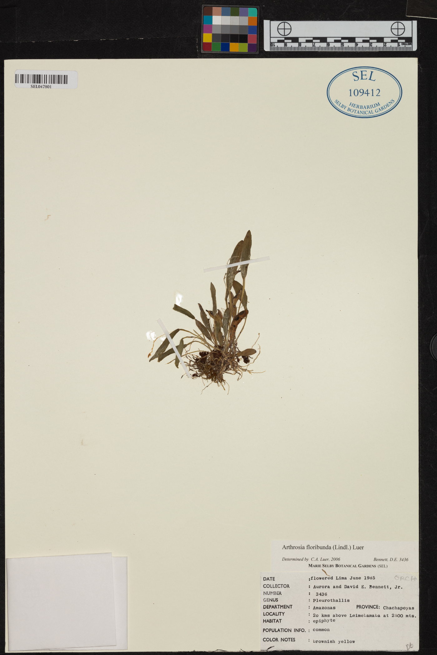 Acianthera capillaris image