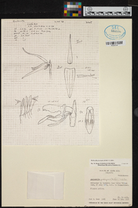 Barbosella prorepens image