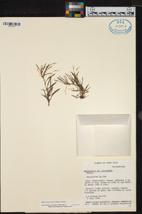 Barbosella prorepens image