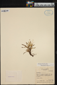 Barbosella prorepens image