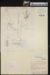 Barbosella prorepens image