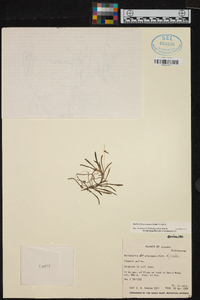 Barbosella prorepens image