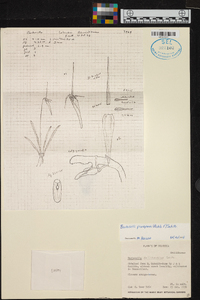 Barbosella prorepens image