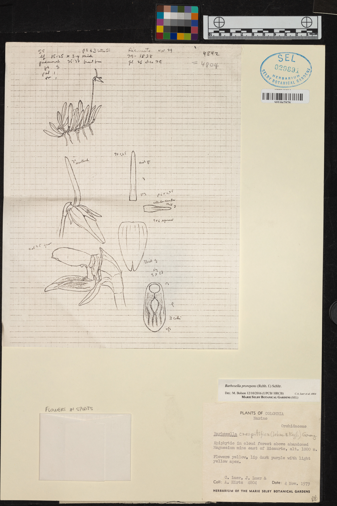 Barbosella prorepens image