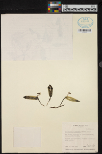 Dresslerella pilosissima image