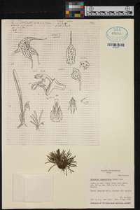 Dryadella linearifolia image