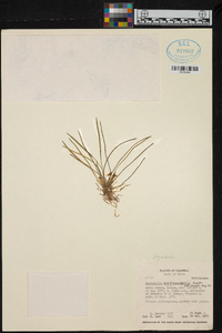 Dryadella guatemalensis image