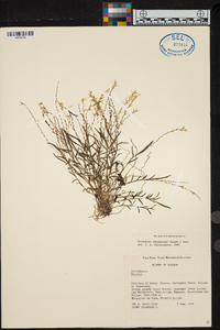 Frondaria caulescens image