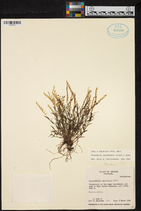 Frondaria caulescens image