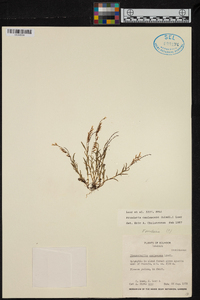 Frondaria caulescens image